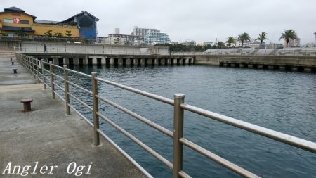 真冬でもサビキでアジが！